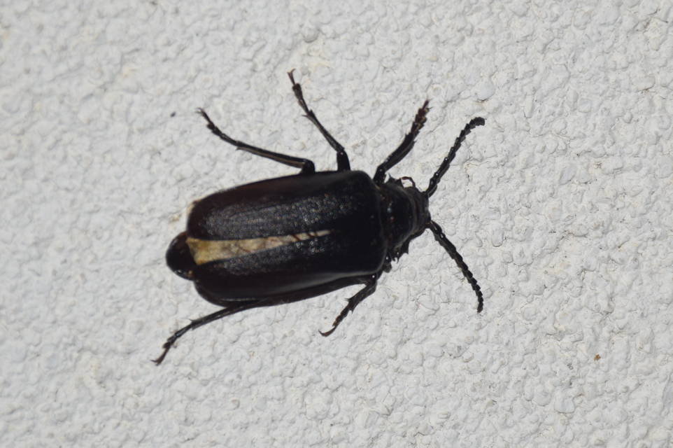Prionus coriarius - csőszcincér