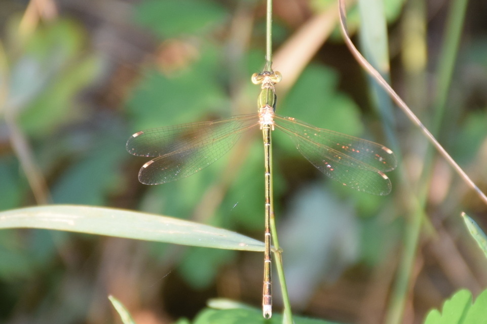 Lestes barbarus - foltosszárnyjegyű rablószitakötő