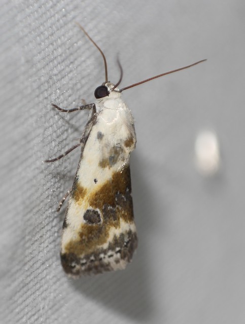 Ponometia candefacta - parlagfűbagoly