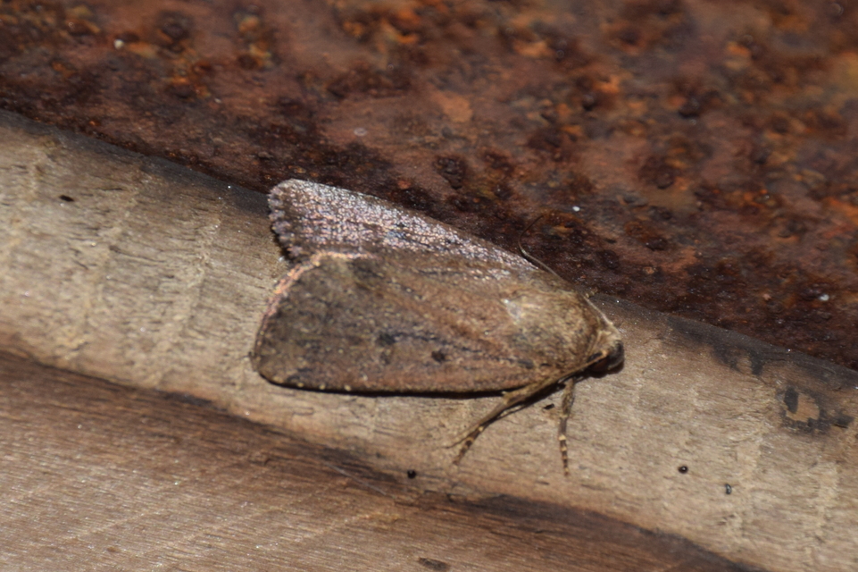 Amphipyra tragopoginis - bakszakállbagoly