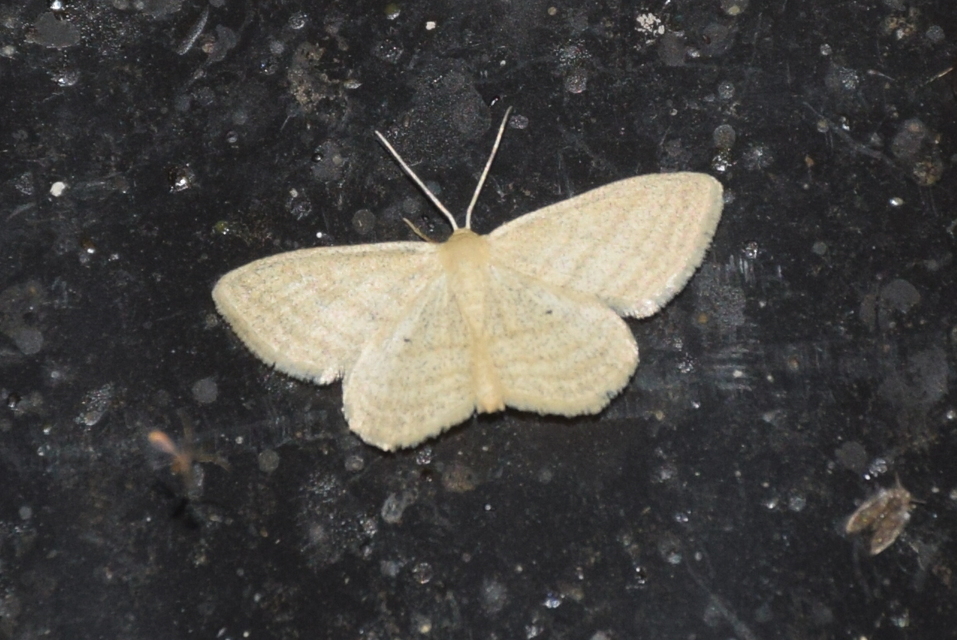 Scopula virgulata - vesszős sávosaraszoló