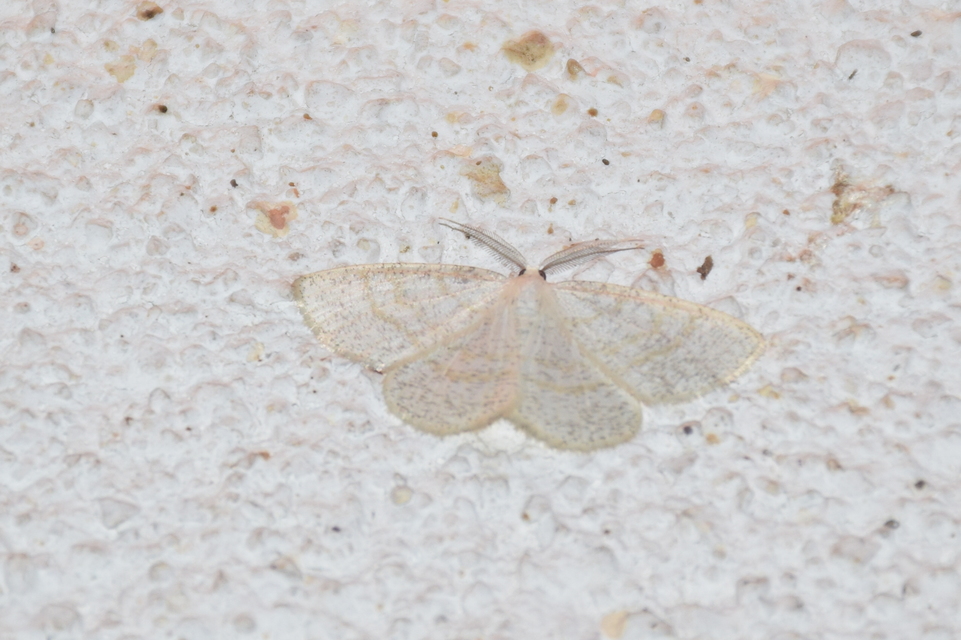 Cabera exanthemata - pettyes égeraraszoló