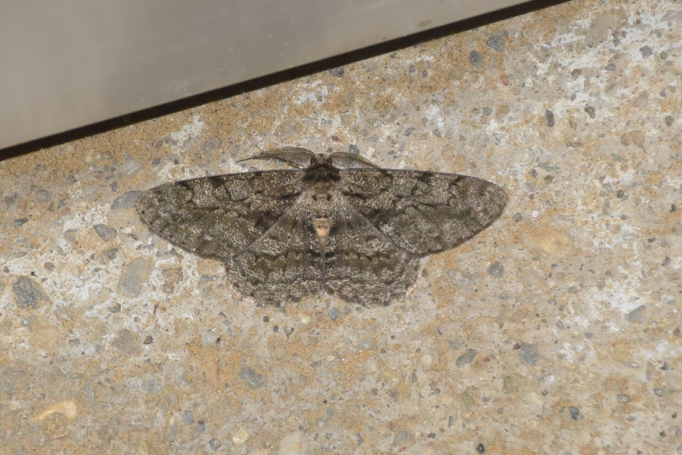 Hypomecis roboraria - nagy tölgyfaaraszoló