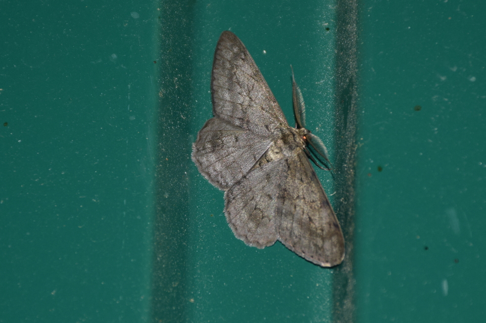 Hypomecis roboraria - nagy tölgyfaaraszoló