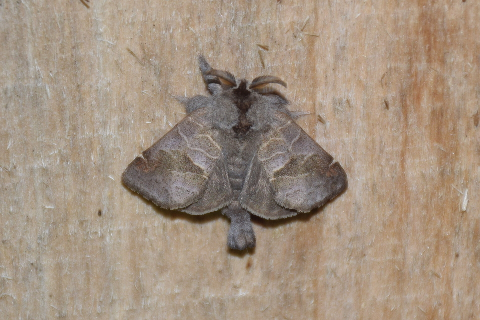 Clostera pigra - apró levélszövő
