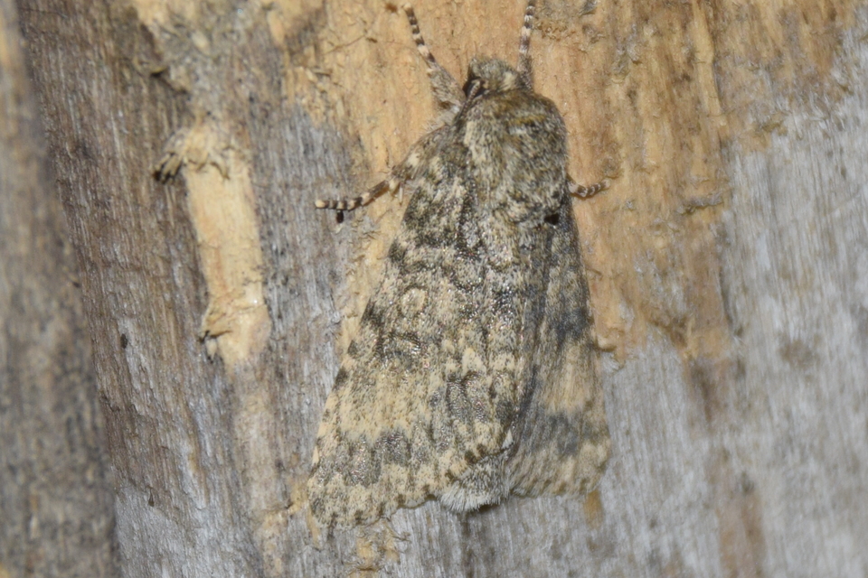 Acronicta megacephala - nagyfejű szigonyosbagoly