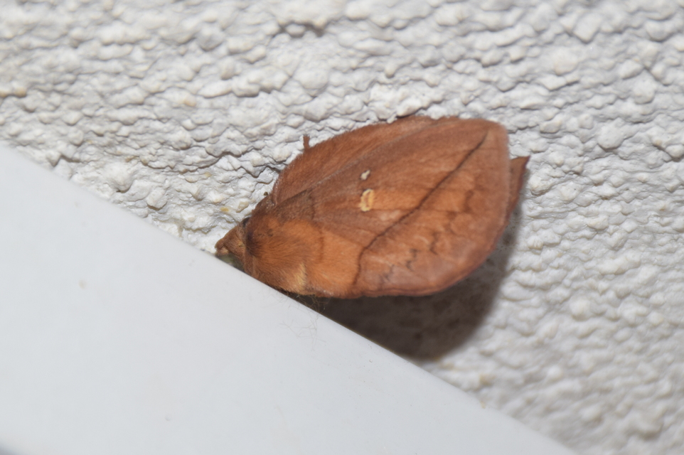 Euthrix potatoria - szomjas pohók