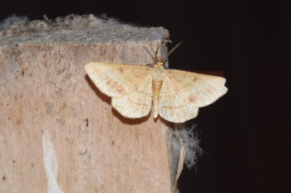 Tephrina arenacearia - lucerna-araszoló