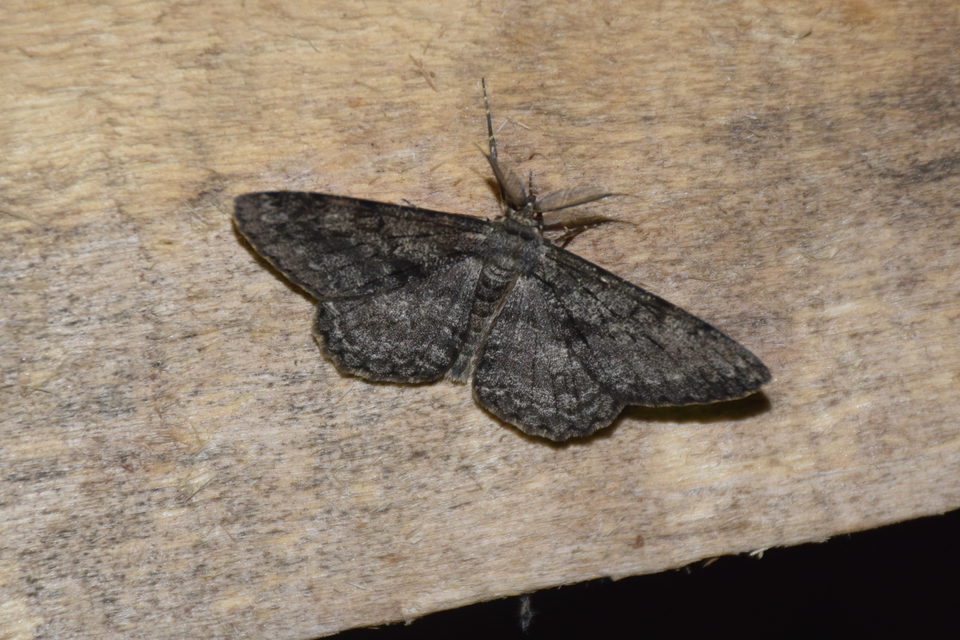 Hypomecis roboraria - nagy tölgyfaaraszoló