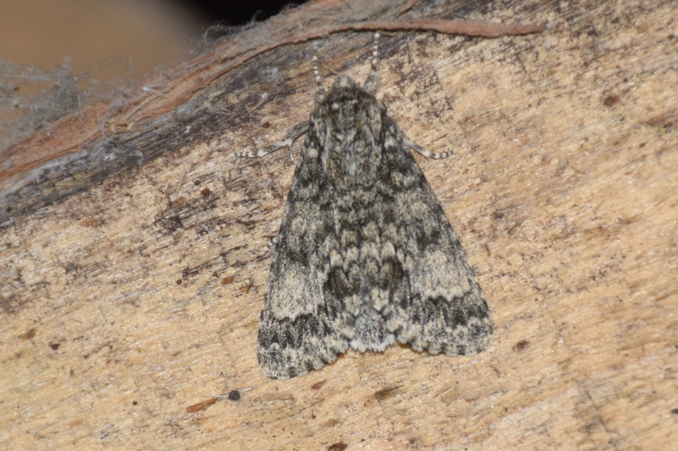 Acronicta megacephala - nagyfejű szigonyosbagoly