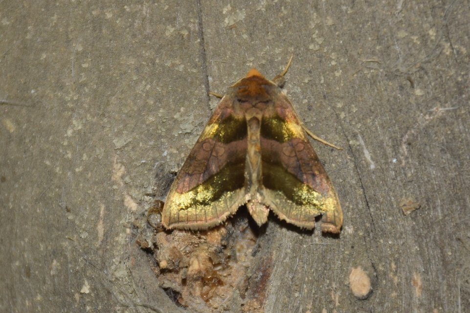 Diachrysia chrysitis - aranybagoly