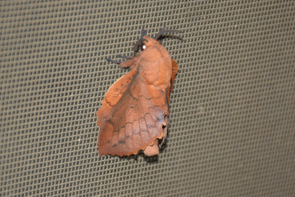 Gastropacha quercifolia - tölgylevélpohók