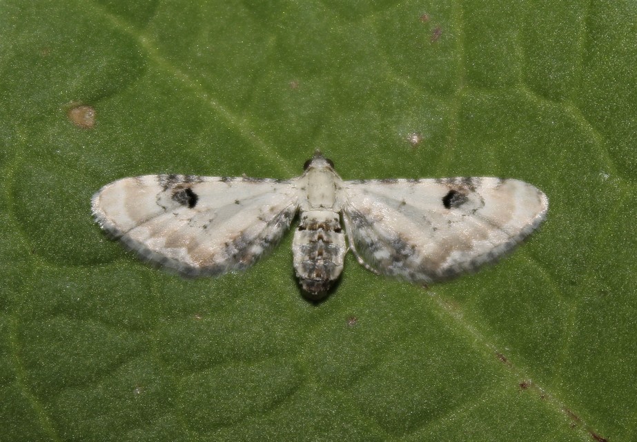 Eupithecia centaureata - búzavirág-törpearaszoló