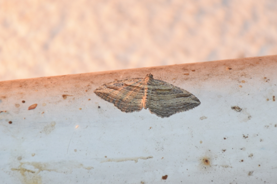 Costaconvexa polygrammata - soksávú araszoló