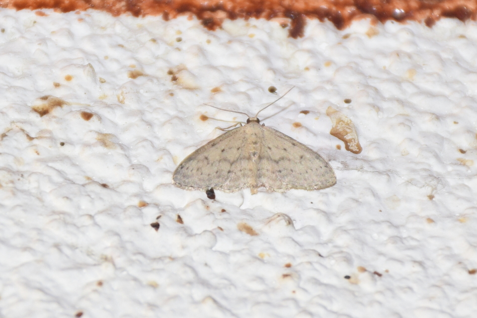 Idaea seriata - szürke apróaraszoló