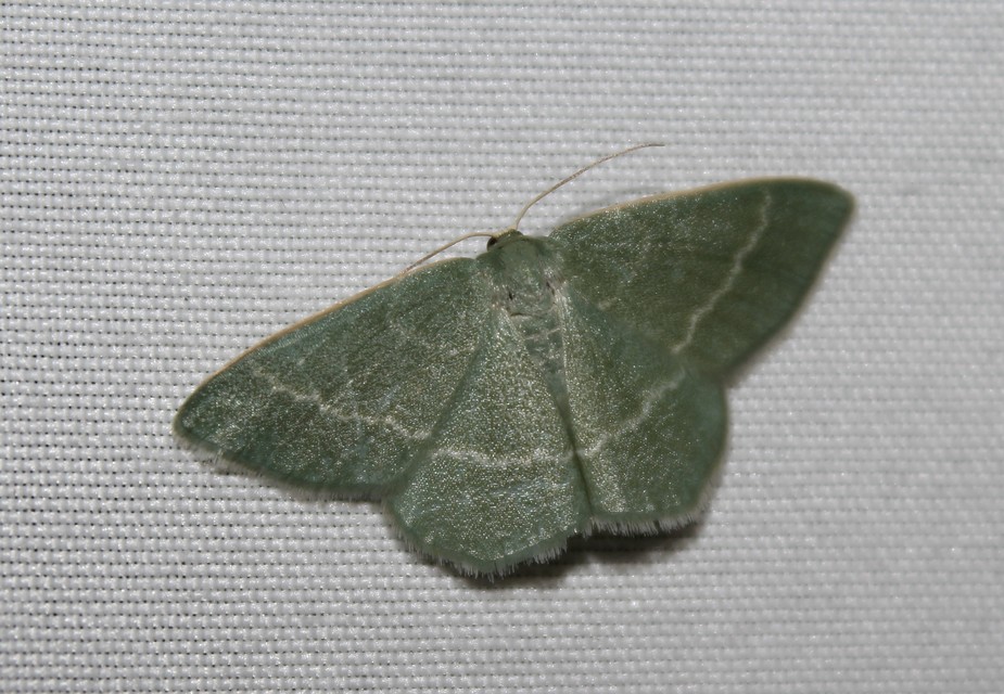 Chlorissa viridata - üdezöld araszoló