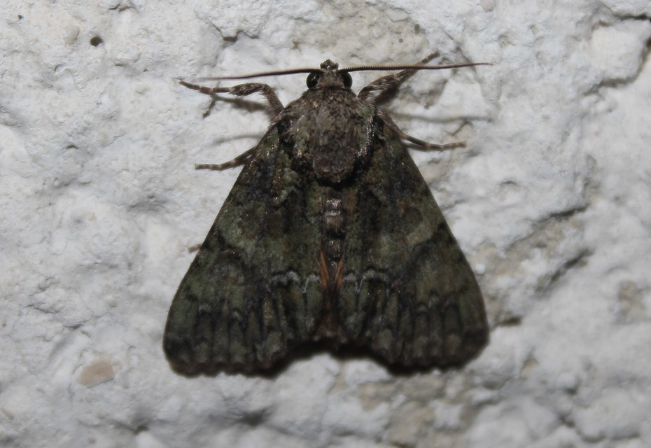 Polyphaenis sericata - selyemfényű erdeibagoly