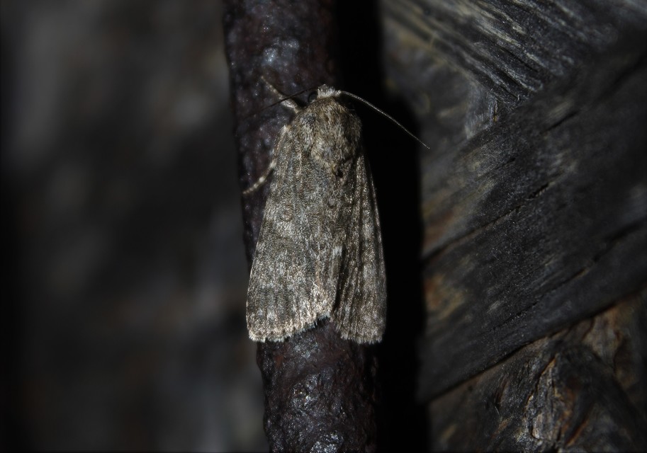 Acronicta rumicis - sóska-szigonyosbagoly