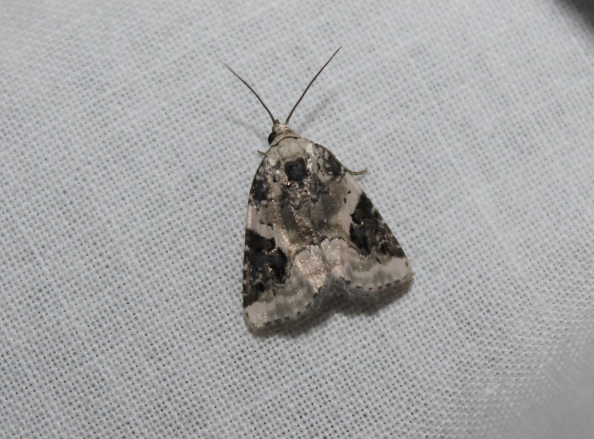Pseudeustrotia candidula - fehéres apróbagoly