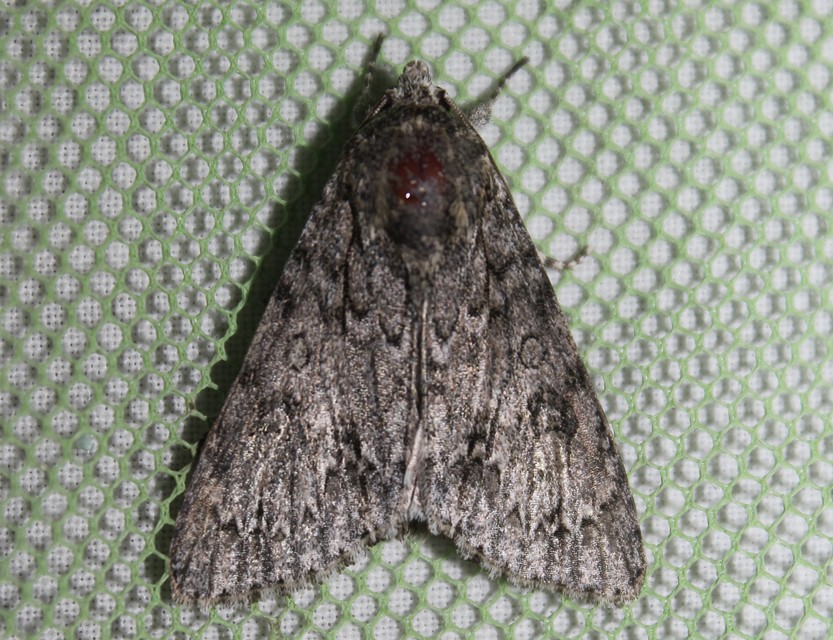 Acronicta aceris - vadgesztenye-szigonyosbagoly