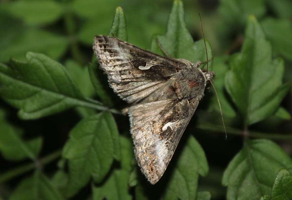 Autographa gamma - gammalepke