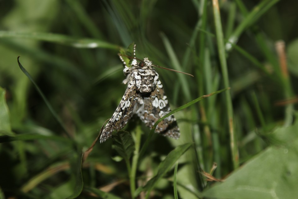 Lamprosticta culta - hármasfoltú bagoly