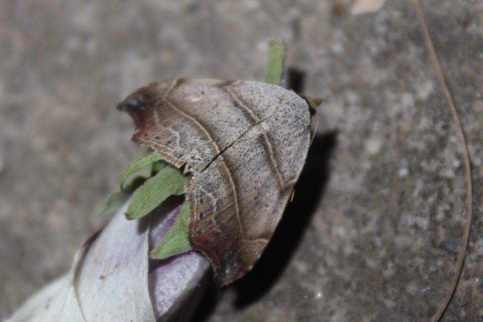 Laspeyria flexula - zuzmóbagoly