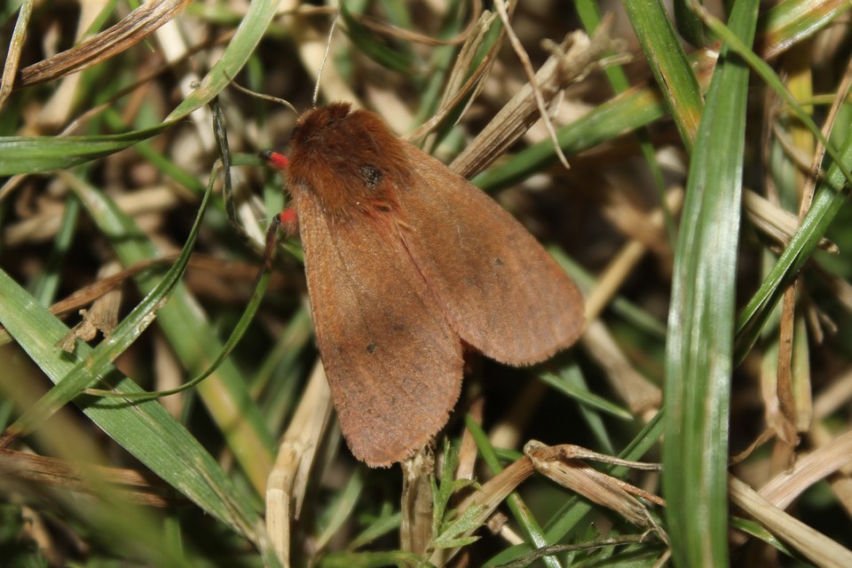 Phragmatobia fuliginosa - füstös medvelepke