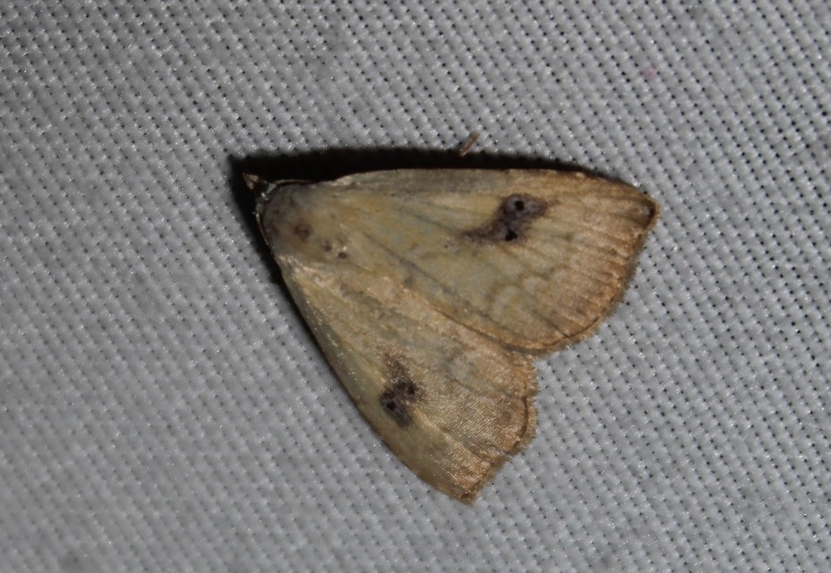 Rivula sericealis - selymes lórombagoly
