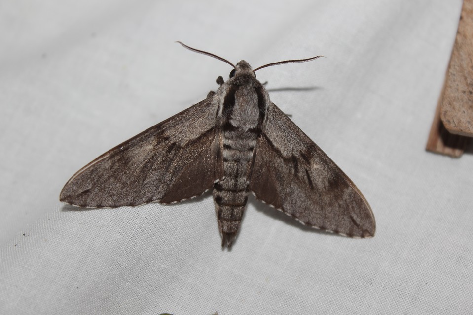 Hyloicus pinastri - fenyőszender