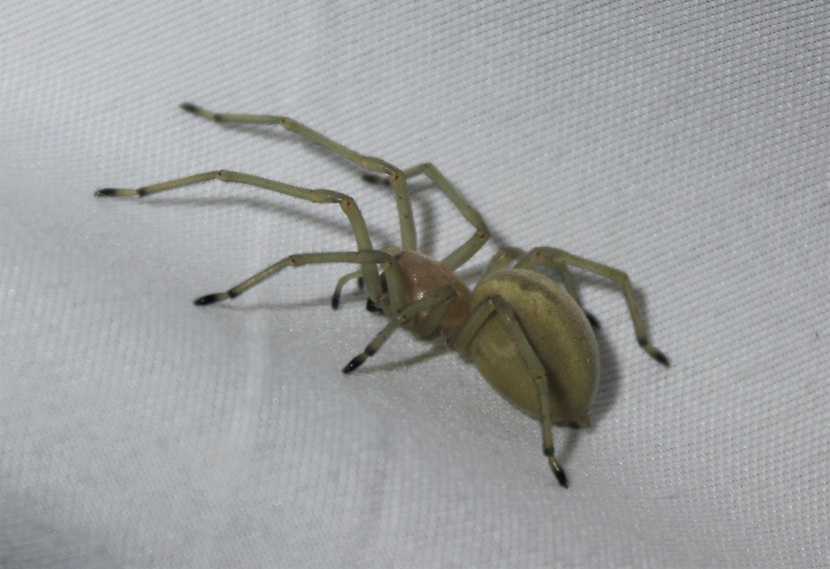 Cheiracanthium