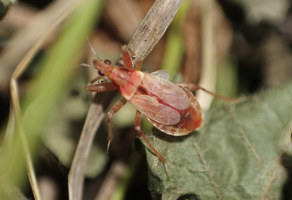 Himacerus