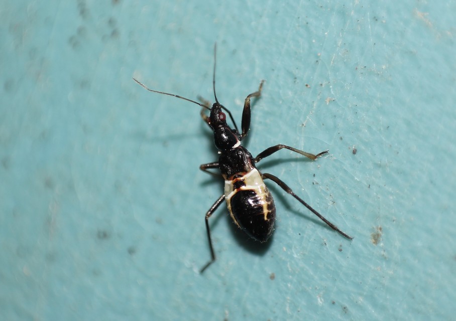 Himacerus mirmicoides - csalán-tolvajpoloska