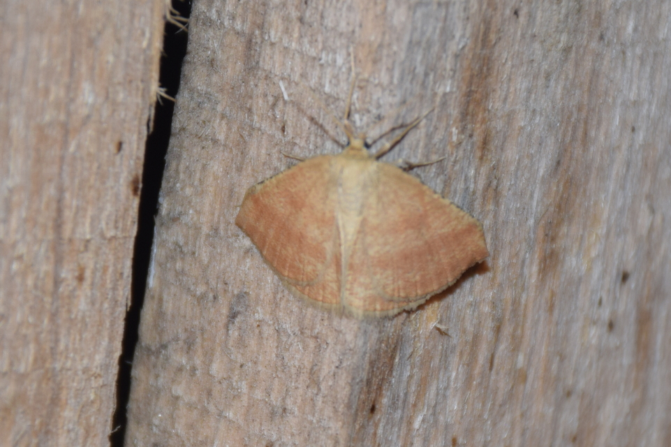 Aplasta ononaria - iglicearaszoló