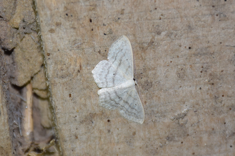 Scopula nigropunctata - feketepettyes araszoló