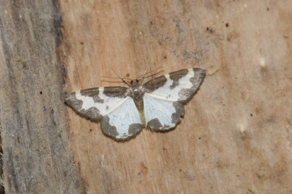 Lomaspilis marginata - szegélyes nyárfaaraszoló