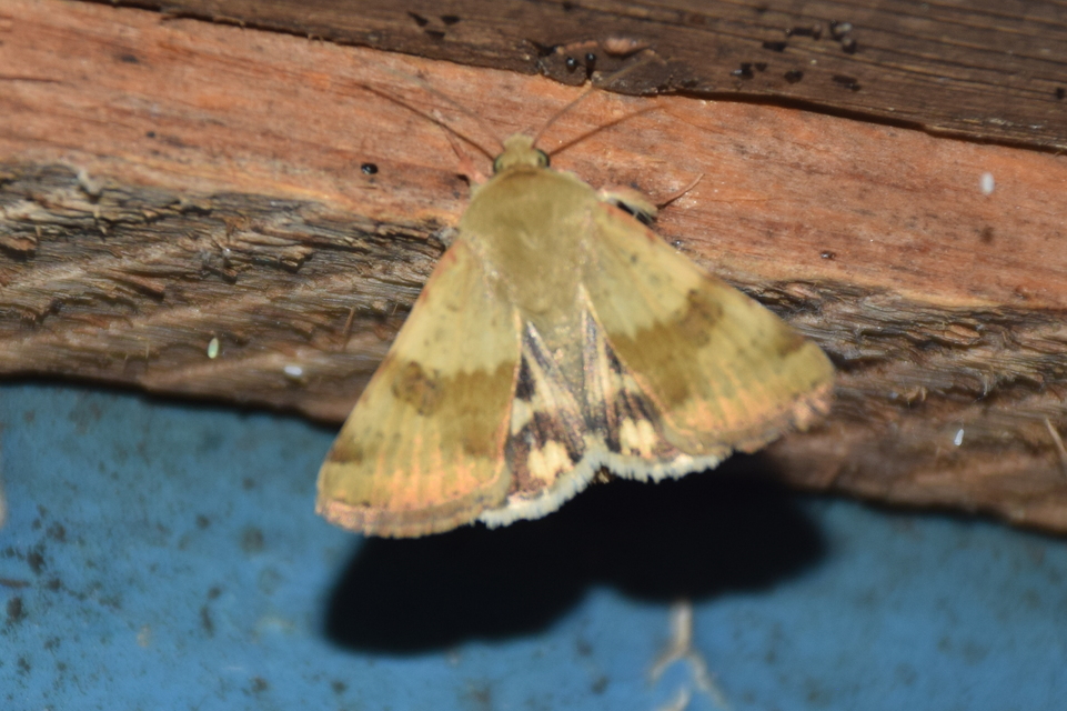 Heliothis viriplaca - mácsonyabagoly