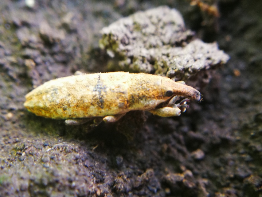 Lixus subtilis - disznóparéj-dudvabarkó