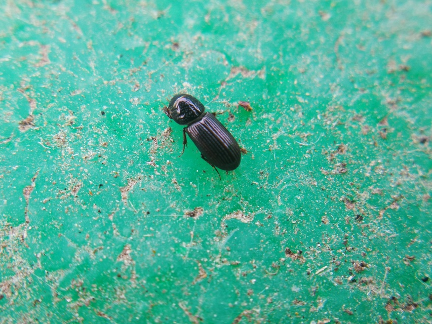 Pleurophorus caesus - hengeres trágyabogár