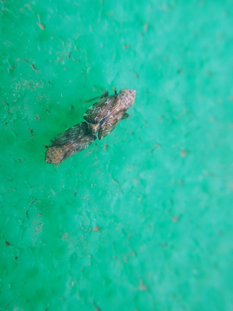 Errastunus ocellaris