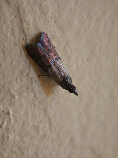 Plodia interpunctella - aszalványmoly
