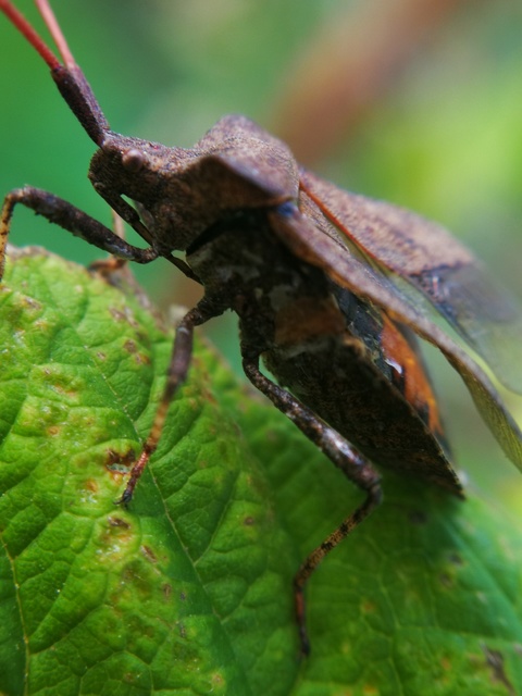 Coreus marginatus - közönséges karimáspoloska