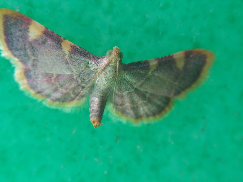 Hypsopygia costalis - szénailonca