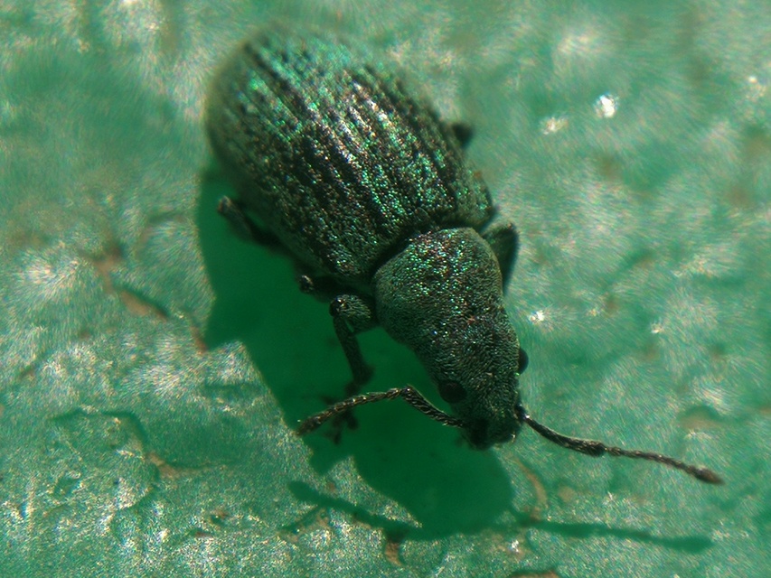 Phyllobius thalassinus - tömpeorrú levélormányos Phyllobius thalassinus - tömpeorrú levélormányos