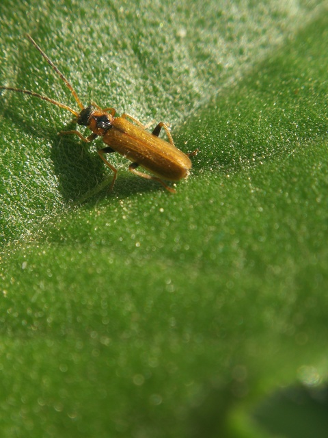 Rhagonycha nigriventris - feketecombú lágybogár Rhagonycha nigriventris - feketecombú lágybogár