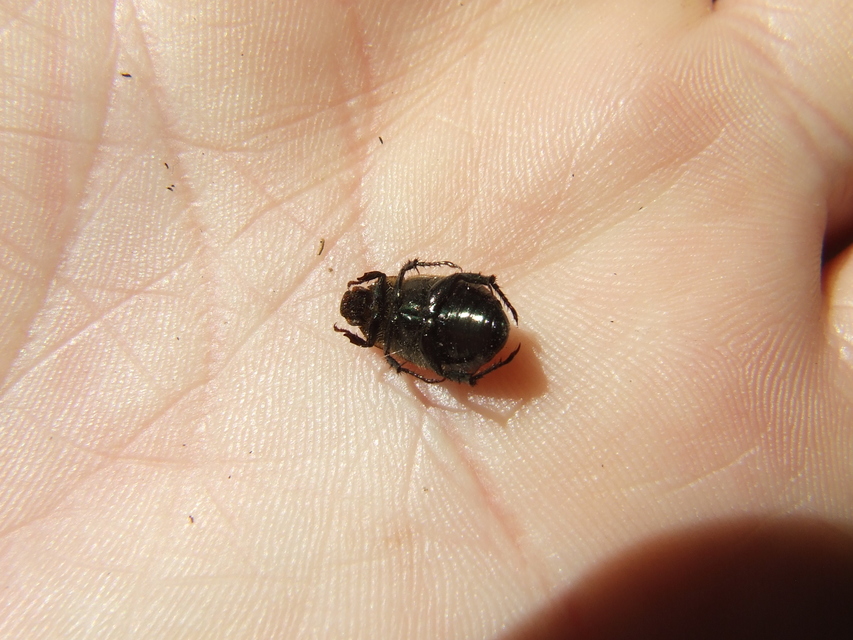 Anomala dubia - kis fináncbogár