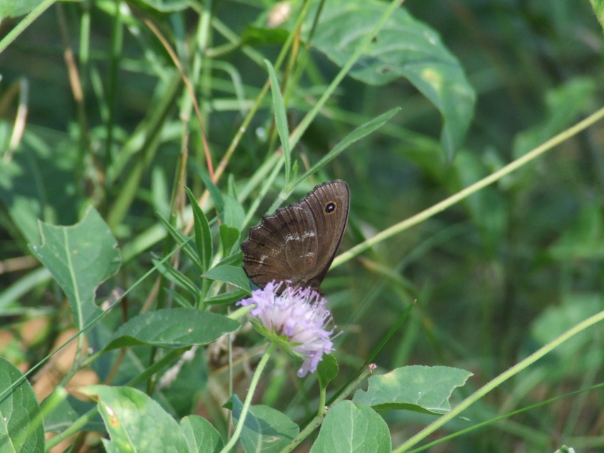 Minois dryas - fekete szemeslepke