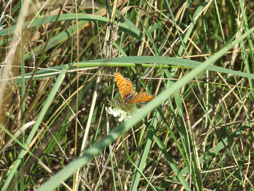 Melitaea trivia - kis tarkalepke