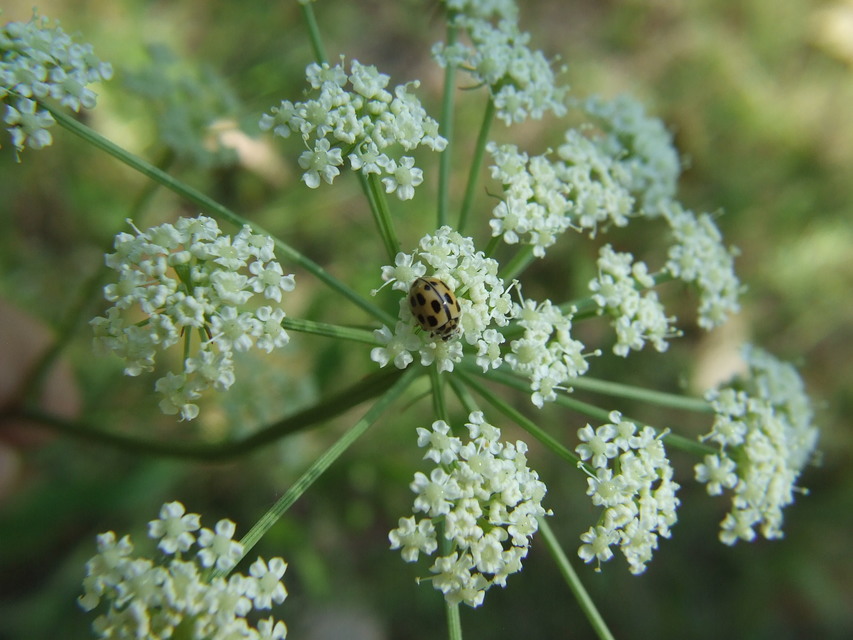 Propylea quatuordecimpunctata - tizennégypettyes füsskata
