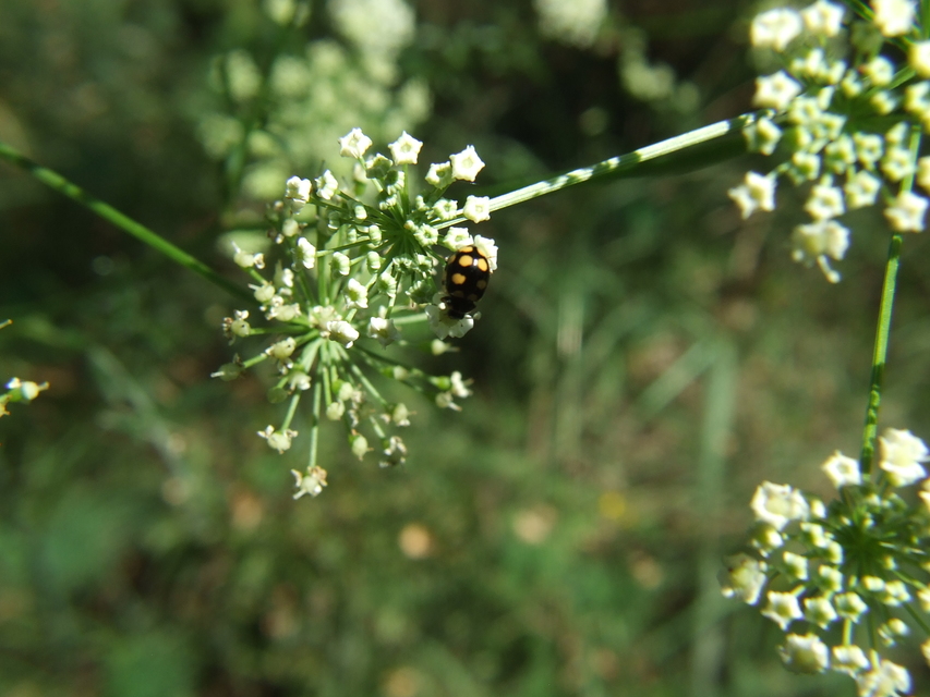 Coccinula quatuordecimpustulata - feketesárga katóka